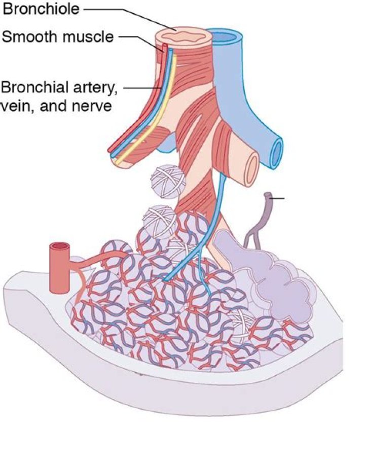 What causes contraction of bronchial smooth muscle?