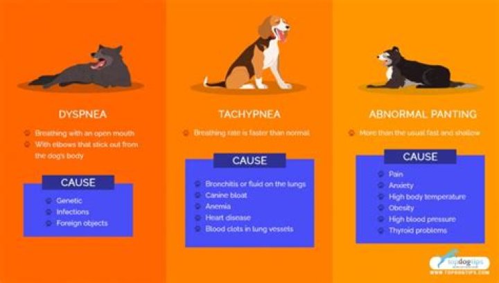 What causes dyspnea in dogs?