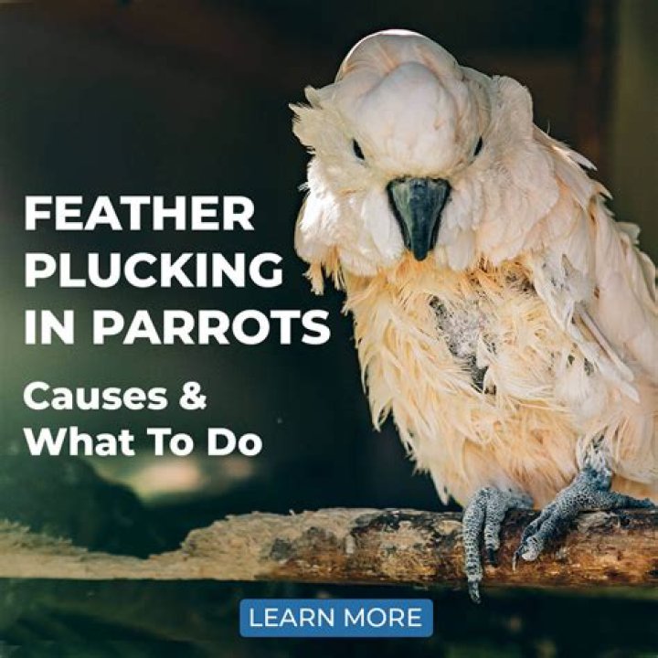 What causes feather pecking?