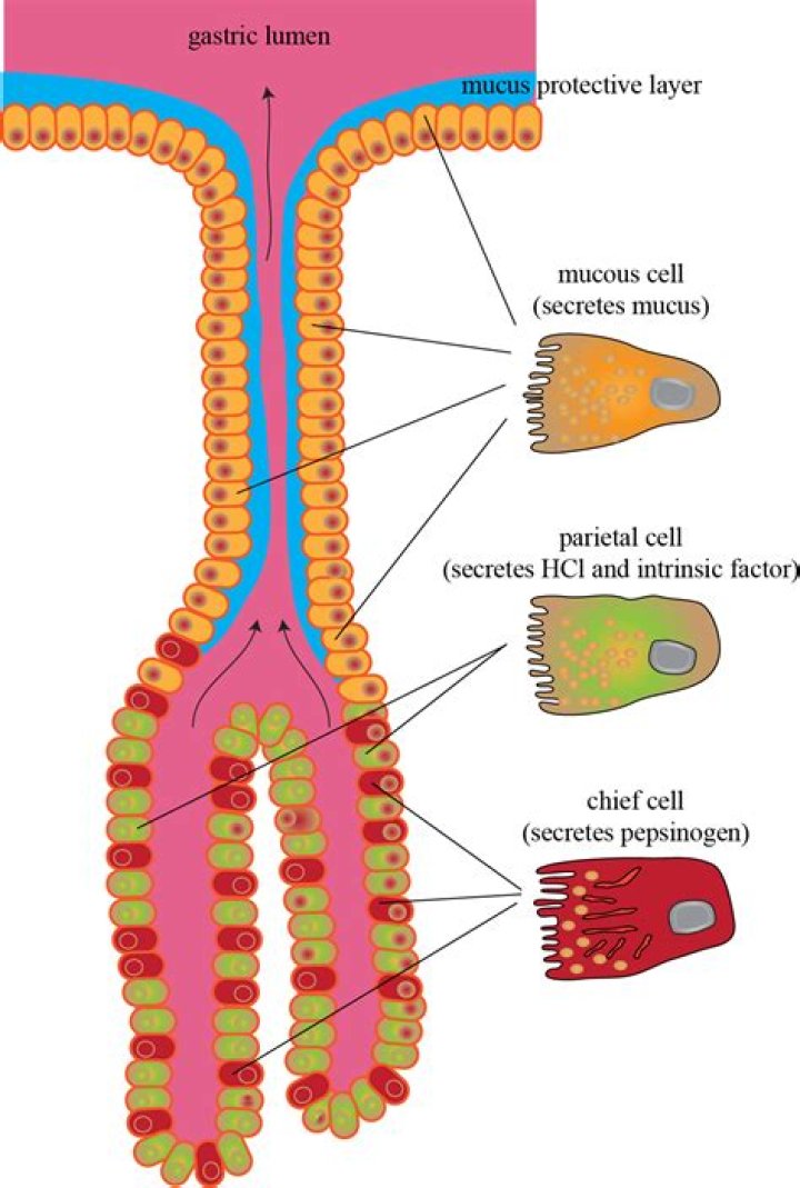What cells are a target for gastrin?
