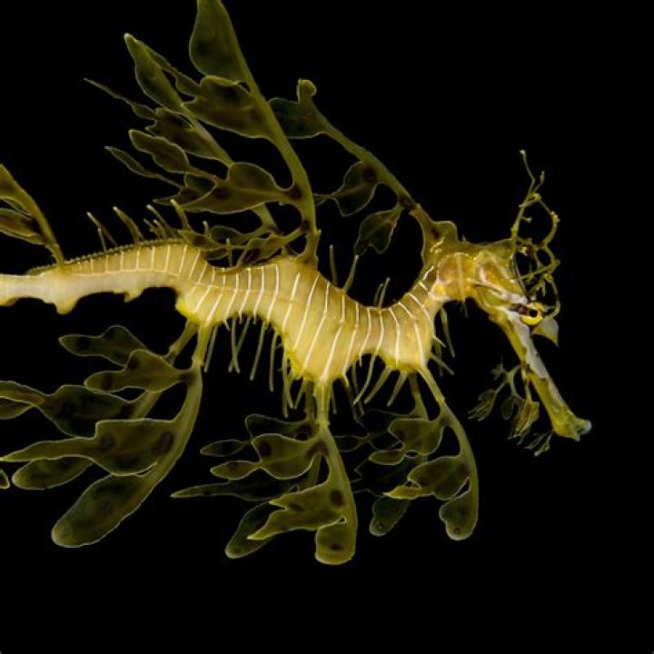 What classification is a leafy sea dragon?