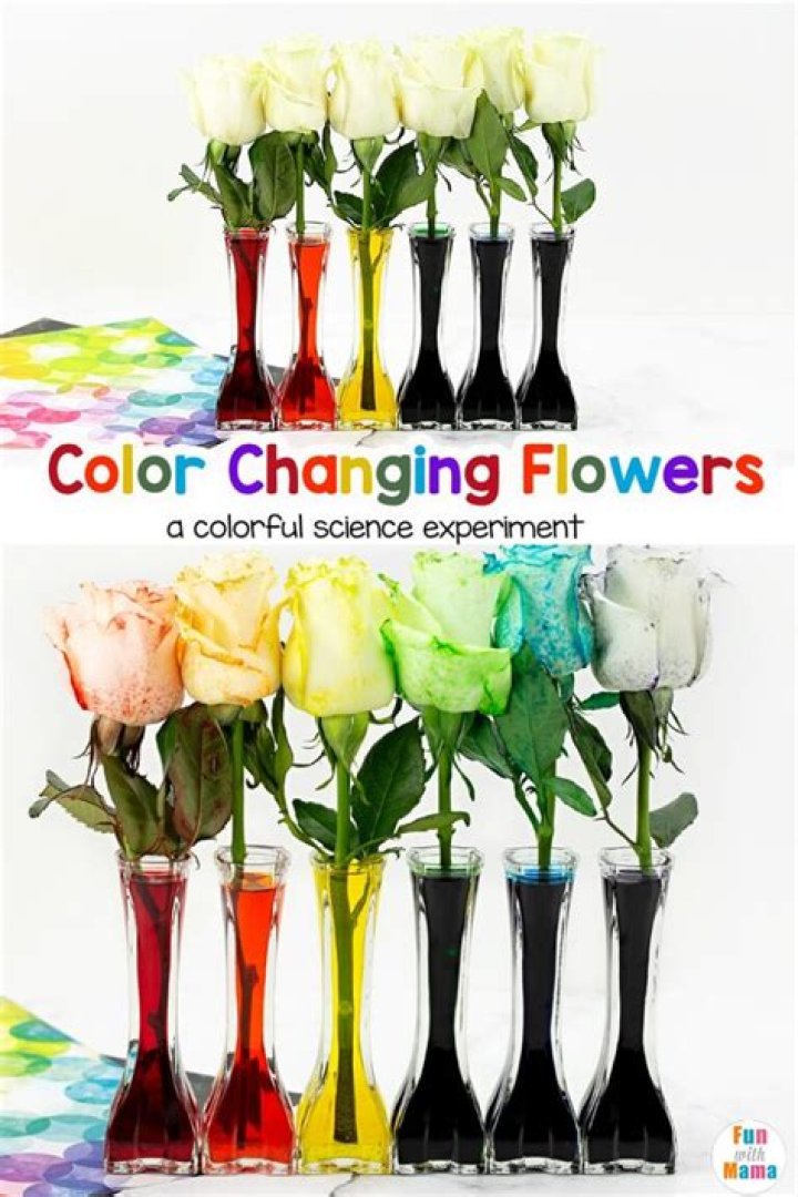 What concept is behind the flower changing color experiment?