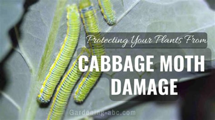 What damage do cabbage moths do?