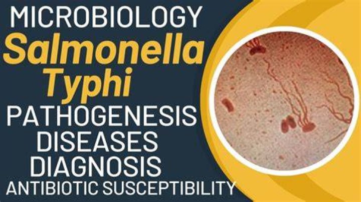 What disease does Salmonella typhimurium cause?