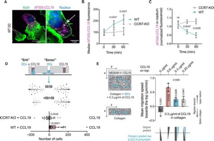 What do CCL19 and ccl29 CCR7 accomplish?