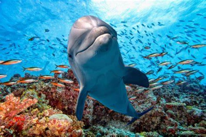 What do dolphins do during hurricanes?