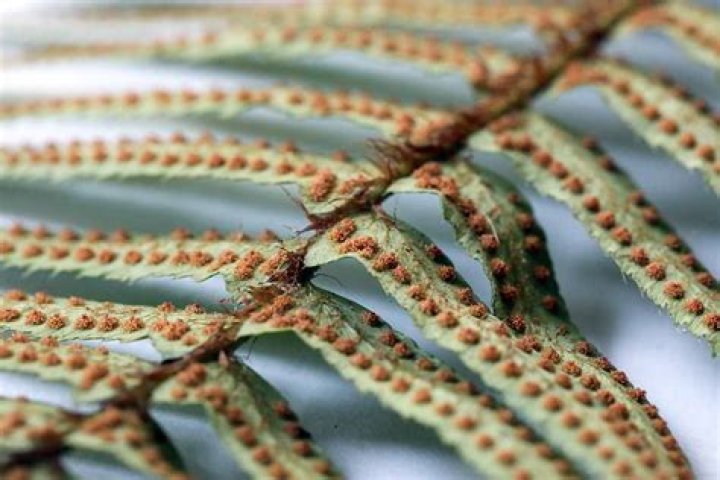 What do fern sori look like?