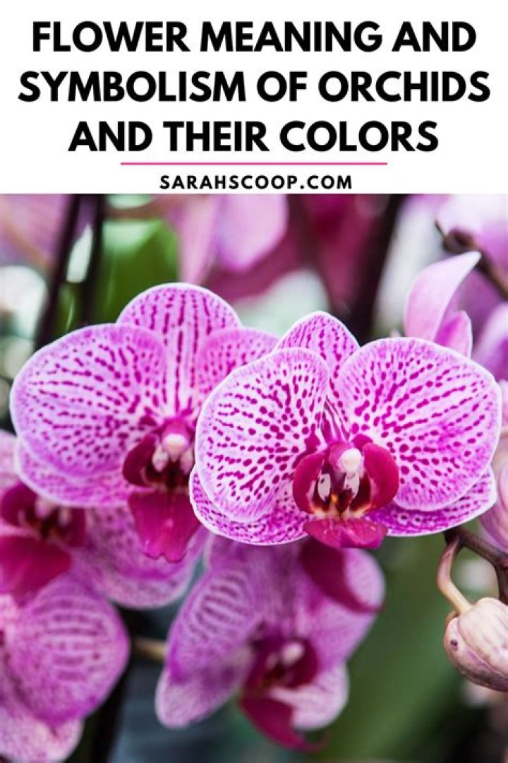 What do orchids symbolize?