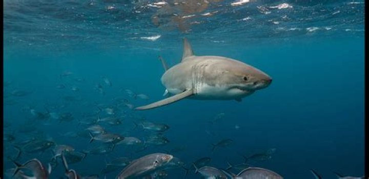 What do shark rays eat?