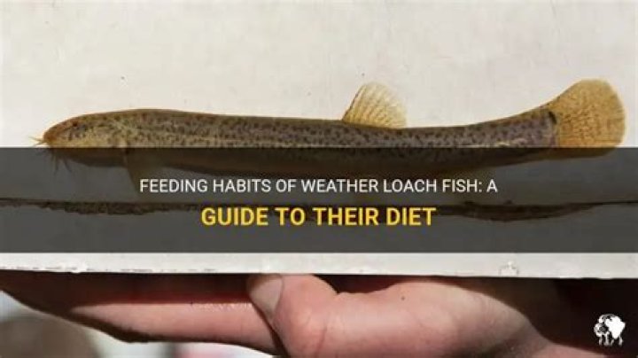 What do weather loach fish eat?