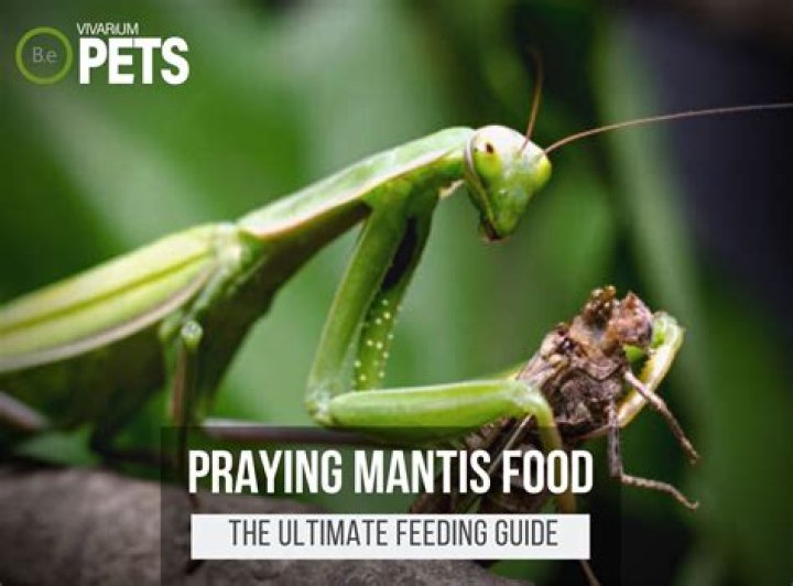 What do you feed a praying mantis in captivity?