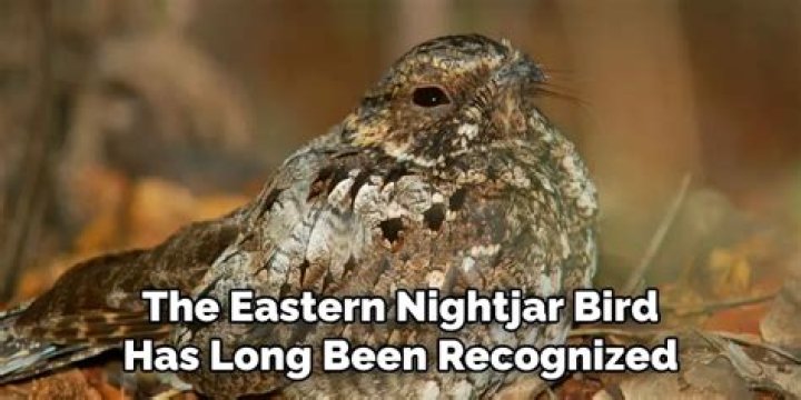 What does a nightjar symbolize?