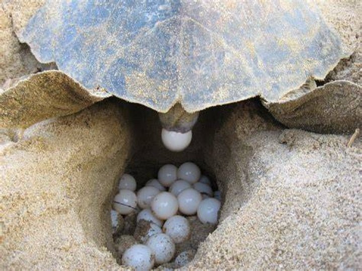 What does a turtle do when laying eggs?