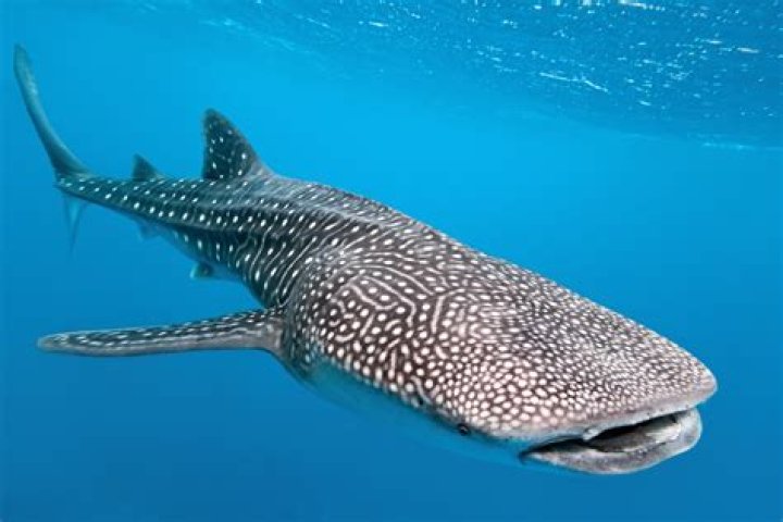 What does a whale shark drink?