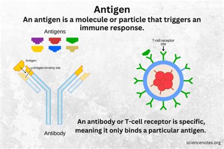 What does large T antigen do?