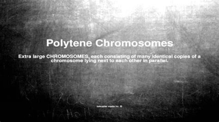 What does Polytene mean?