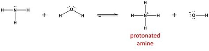 What does protonated form mean?