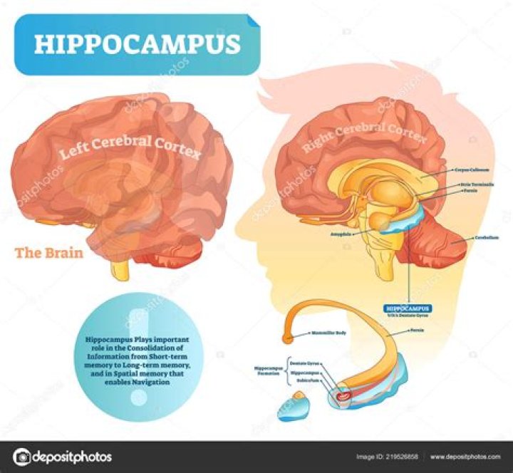 What does the CA3 hippocampus do?