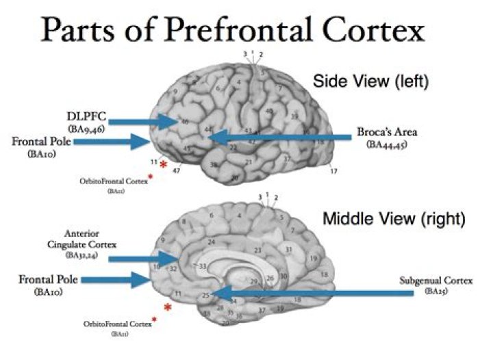 What does the precuneus control?