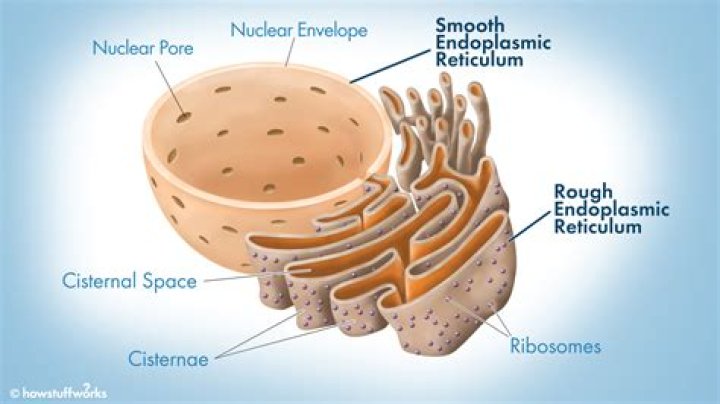 What does the rough endoplasmic reticulum do?