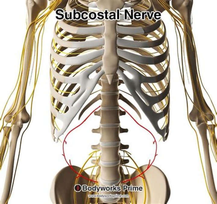 What does the Subcostal nerve do?