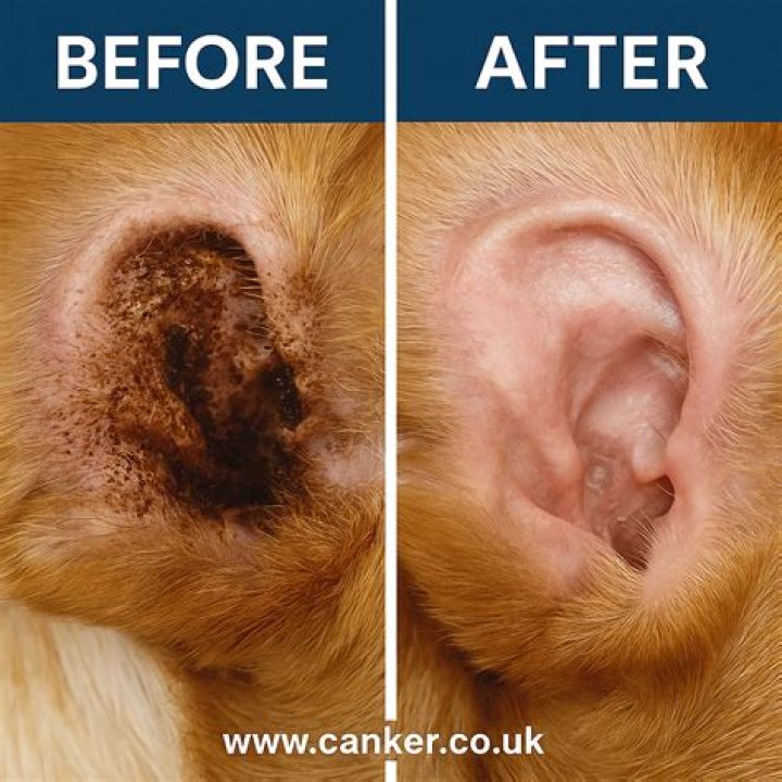 What does yeast infection look like in dogs ears?