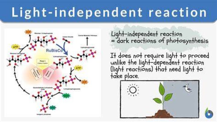 What happens during light independent reactions?