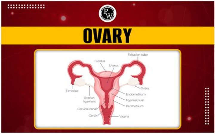 What happens if ovary is removed?