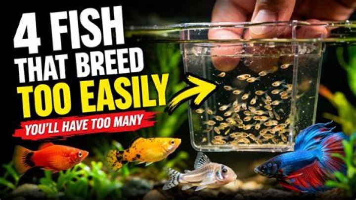 What happens if you have too many fish in an aquarium?