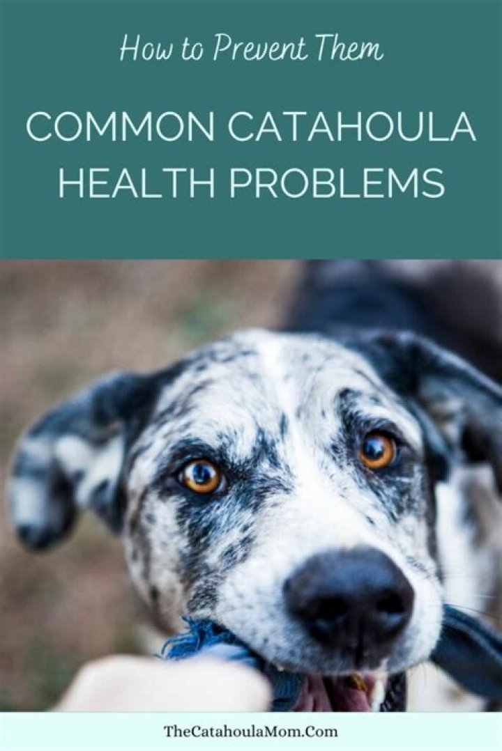 What health problems do catahoulas have?