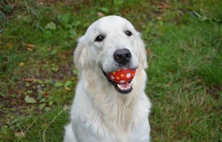 What if a dog eats a plastic bone?