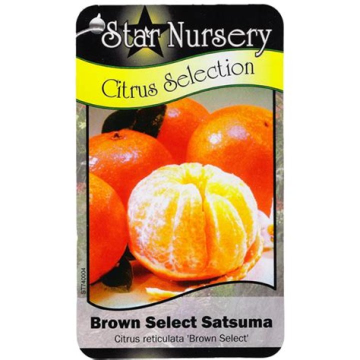 What is a brown select Satsuma?