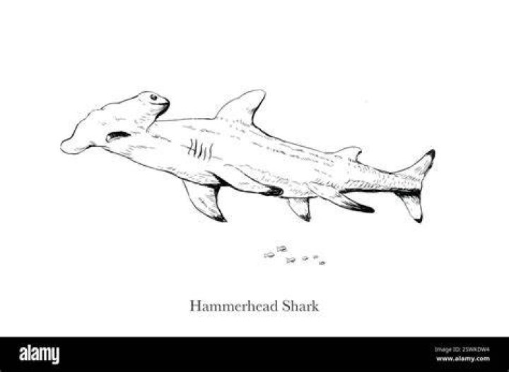 What is a family Sphyrnidae?