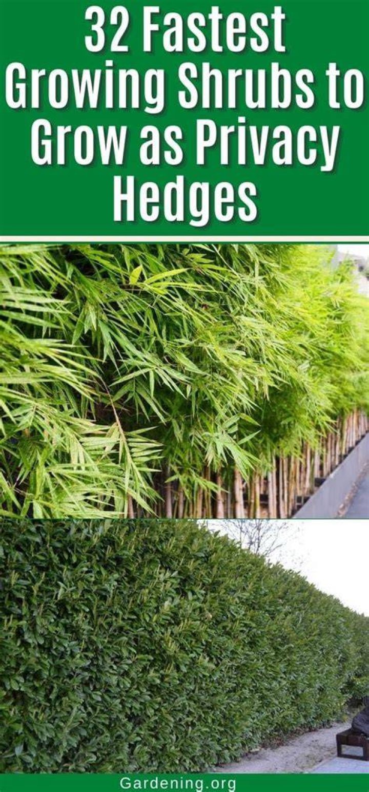 What is a fast growing hedge for California?