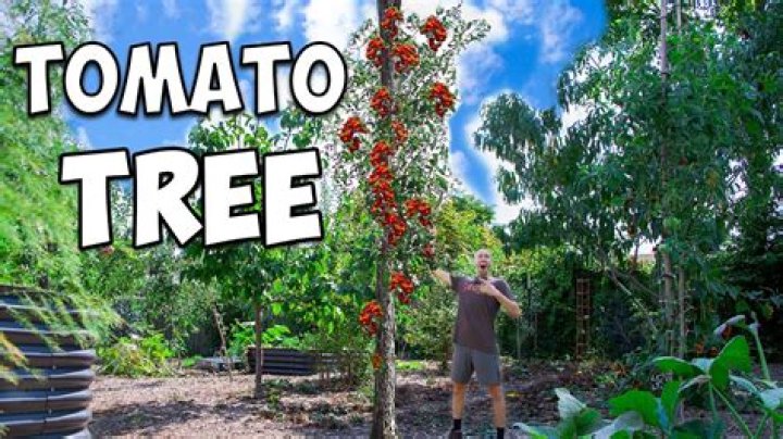What is a giant tomato tree?