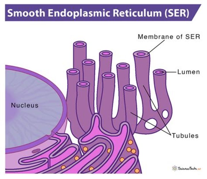 What is a good analogy for smooth endoplasmic reticulum?