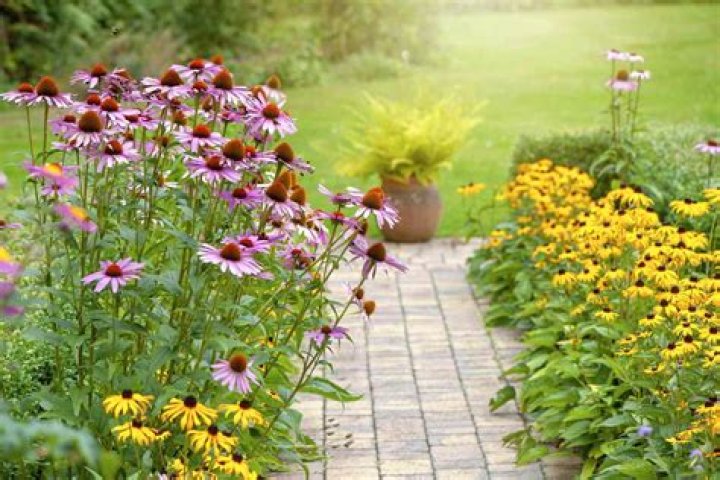 What is a good border flower for full sun?
