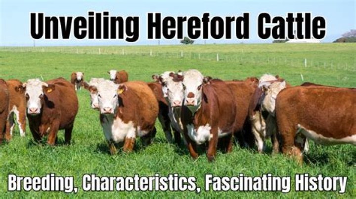 What is a Hereford cow good for?
