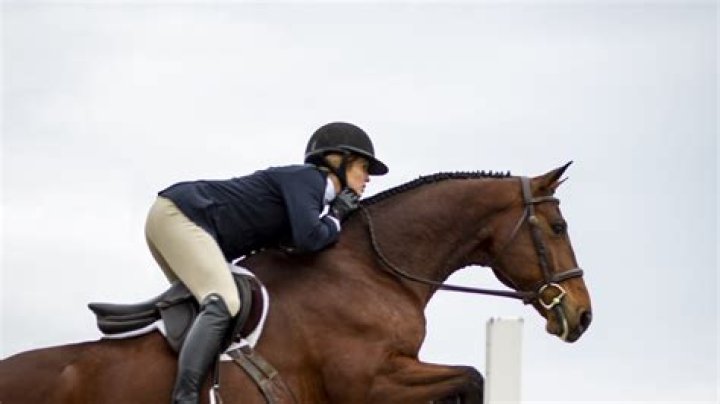 What is a riding horse in showing?