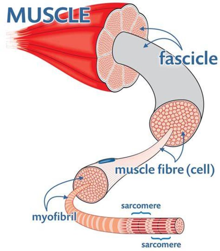 What is a sarcomere and how is it organized?
