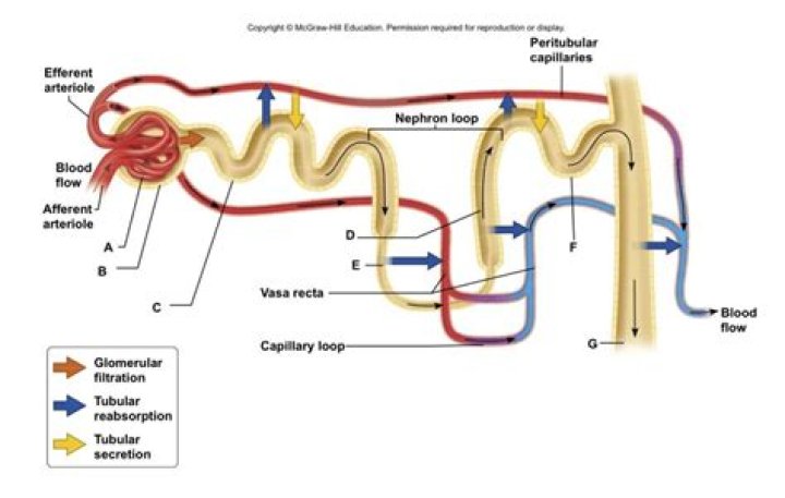 What is a tubular secretion quizlet?