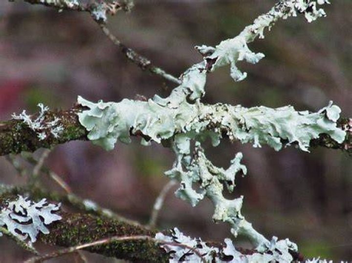What is a Wisconsin special concern plant?