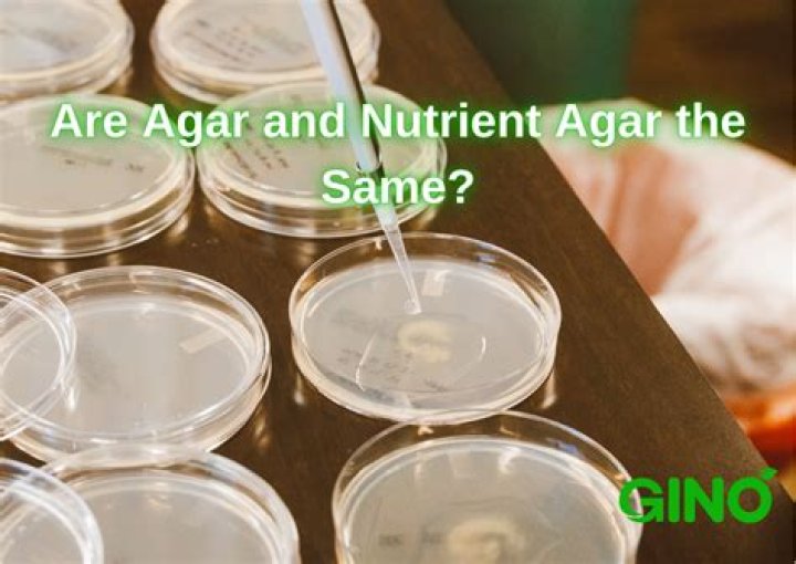 What is agar biology definition?