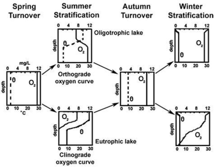 What is an orthograde oxygen profile?