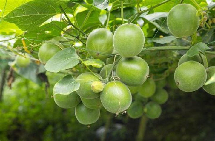 What is another name for monk fruit?