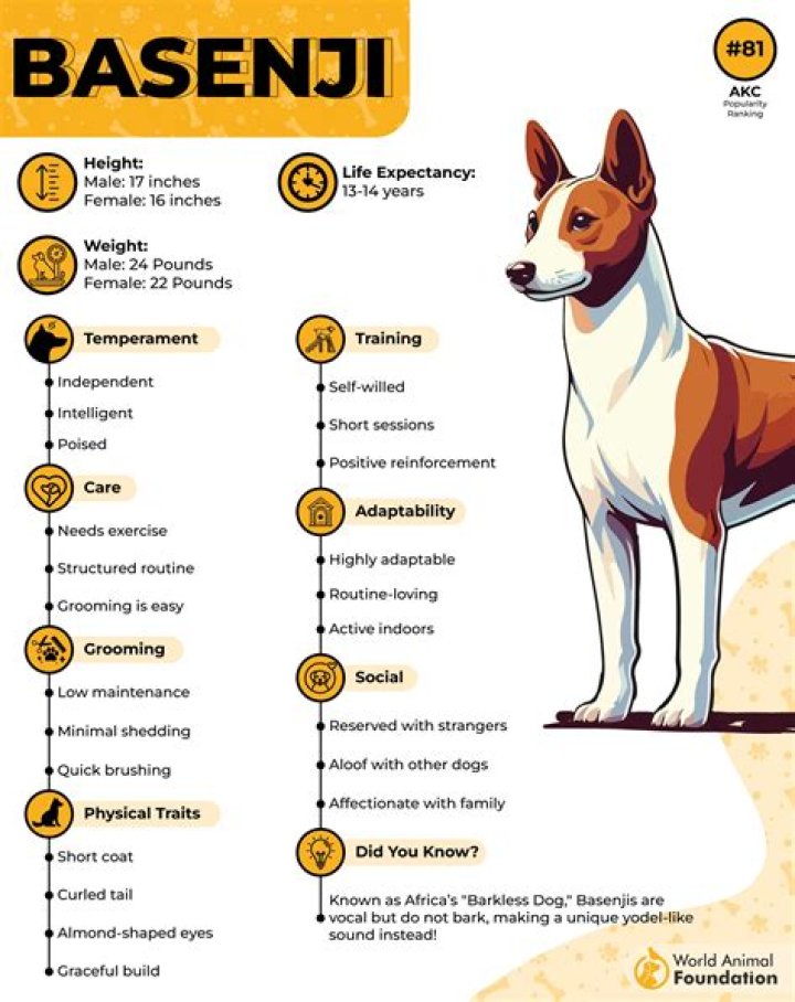 What is bad about a Basenji?