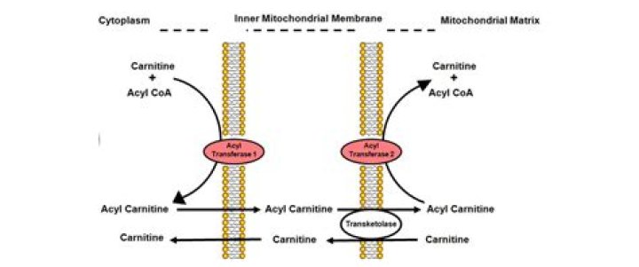 What is better L-carnitine or acetyl L-carnitine?