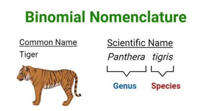 What is binomial in biology?