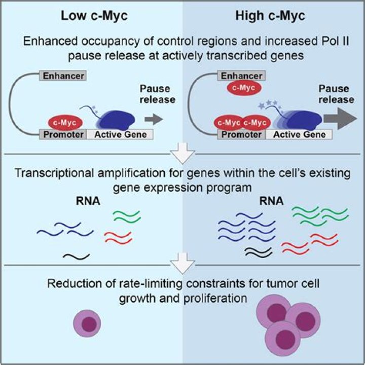 What is c-Myc gene expression?