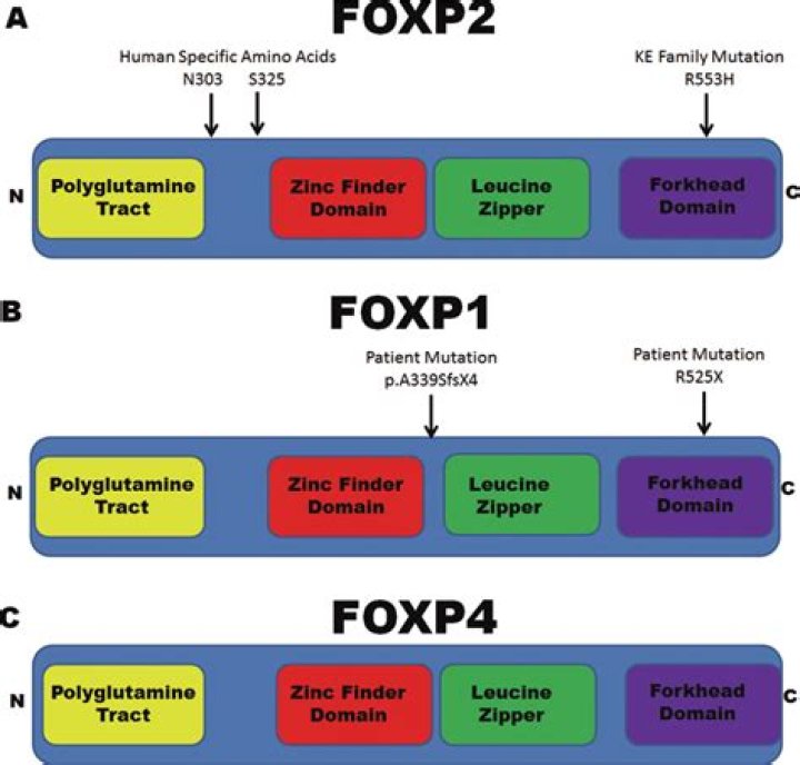 What is FOXP1 Gene mutation?